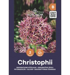 DEKORATĪVIE SĪPOLI ALLIUM CHRISTOPHII