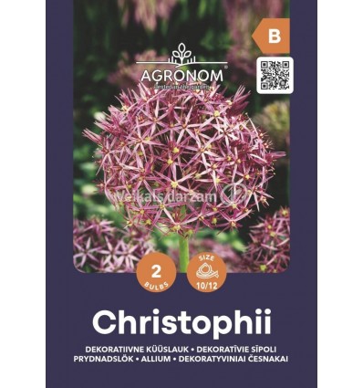 DEKORATĪVIE SĪPOLI ALLIUM CHRISTOPHII