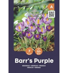 KROKUSI CROCUS BARR'S PURPLE