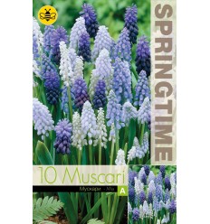 MUSKARES MUSCARI MIXED