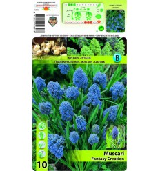 MUSKARES MUSCARI FANTASY CREATION