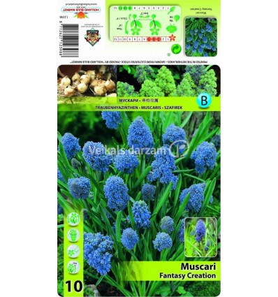 MUSKARES MUSCARI FANTASY CREATION