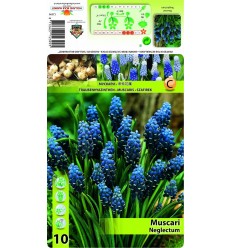 MUSKARES MUSCARI NECLECTUM