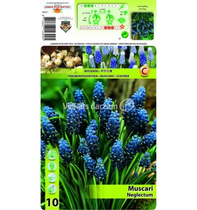 MUSKARES MUSCARI NECLECTUM