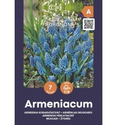 MUSKARES MUSCARI ARMENIACUM