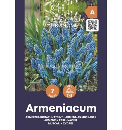 MUSKARES MUSCARI ARMENIACUM