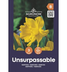 NARCISES NARCISSUS UNSURPASSABLE