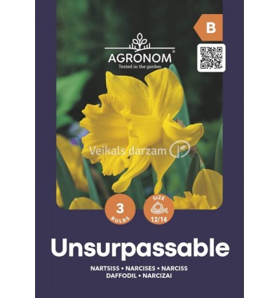 NARCISES NARCISSUS UNSURPASSABLE