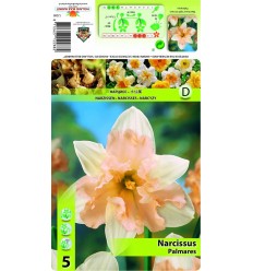 NARCISES NARCISSUS PALMARES