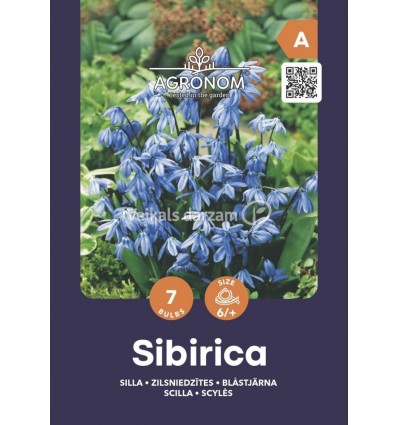 SCILLA SCILLA SIBIRICA BLUE