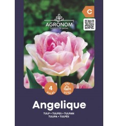 TULPES ANGELIQUE