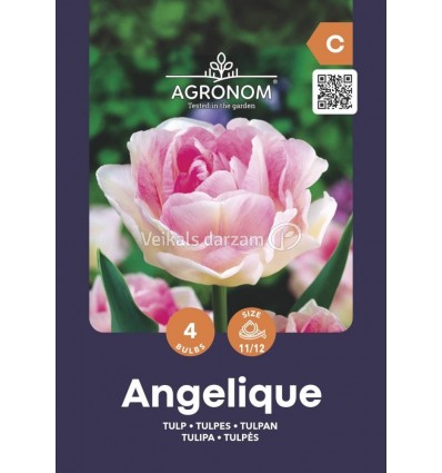 TULPES ANGELIQUE