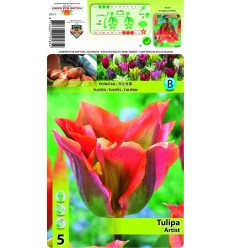 TULPES ARTIST