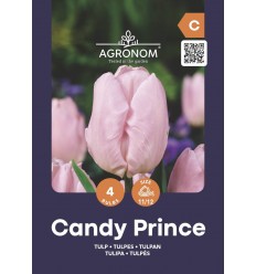 TULPES CANDY PRINCE