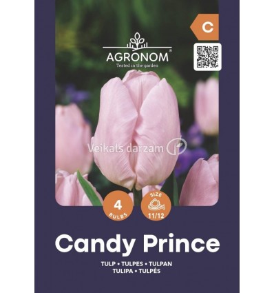 TULPES CANDY PRINCE