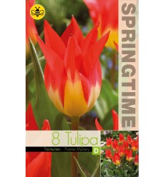 TULPES FLAMES MYSTERY