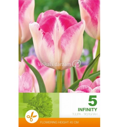 TULPES INFINITY