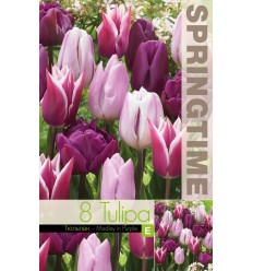 TULPES MEDLEY IN PURPLE