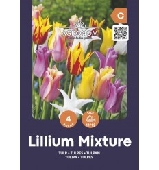 TULPES MIX LILYFLOWERING MIXED