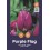 TULPES PURPLE FLAG