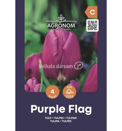 TULPES PURPLE FLAG