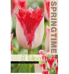 TULPES SWEET PARADISE