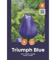 TULPES TRIUMPH BLUE