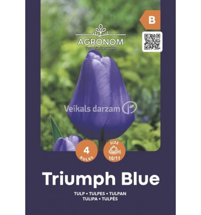 TULPES TRIUMPH BLUE