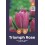 TULPES TRIUMPH ROSE