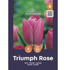 TULPES TRIUMPH ROSE