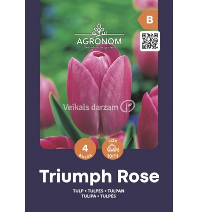 TULPES TRIUMPH ROSE