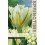 TULPES WHITE VALLEY®