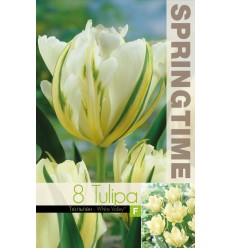 TULPES WHITE VALLEY®