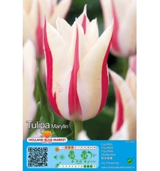 TULPES MARYLIN