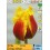 TULPES CRISPY ANTAIR