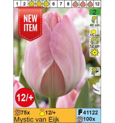 TULPES MYSTIC VAN EIJK