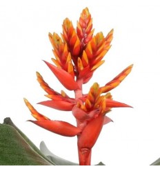 EHMEJA (AECHMEA) ELEGANT FLAMES 12Ø45H