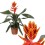 EHMEJA (AECHMEA) ELEGANT FLAMES 12Ø45H