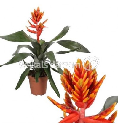 EHMEJA (AECHMEA) ELEGANT FLAMES 12Ø45H