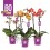 FALENOPSIS GOLDCOLOURS MIX 12Ø 45H