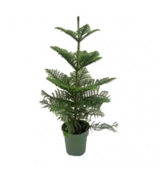 ARAUKĀRIJA (ARAUCARIA HETEROP.) 21Ø60H