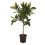 FIKUSS (FICUS) MELANY 26Ø90H