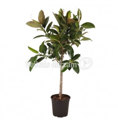 FIKUSS (FICUS) MELANY 26Ø90H