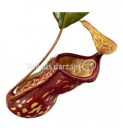 NEPENTE (NEPENTHES GAYA) 14Ø28H