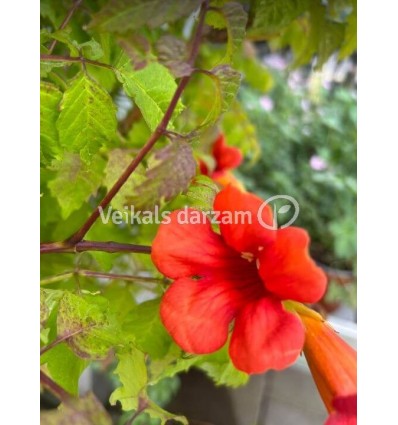 PARASTAIS KAMPSIS SUMMER JAZZ FIRE TRUMPET VINE PA