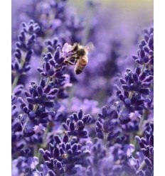 LEVANDA HIDCOTE BLUE