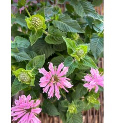 MONARDA MELUA APPLEBLOSSOM