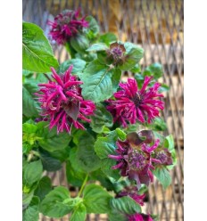 MONARDA MELUA BURGUNDIJA