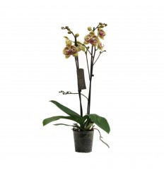 FALENOPSIS (PHALAENOPSIS) MARIOLA 12Ø 65H