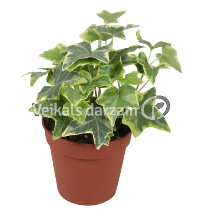 EFEJA (HEDERA HELIX) GOLDCHILD 9Ø5H